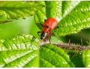 Insekten