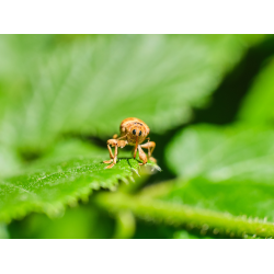 Rüsselkäfer Curculio