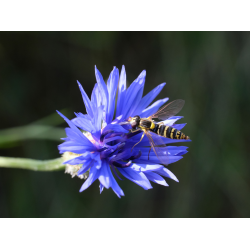 Schwebfliege auf Kornblume