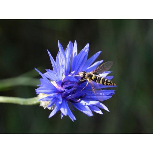 Schwebfliege auf Kornblume