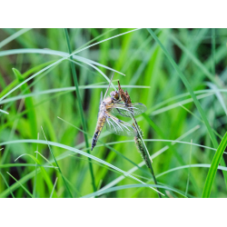 Vierfleck Libelle