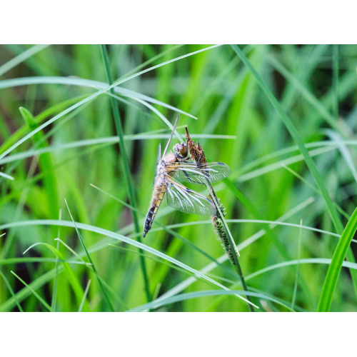 Vierfleck Libelle