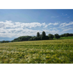 Gerstenfeld