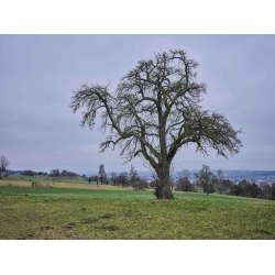 Hochstammobstbaum