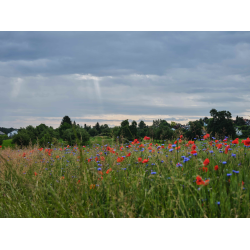 Kornfeld am Lerchenbohl