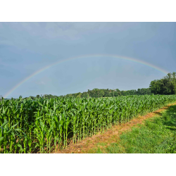 Regenbogen bei der Bilche