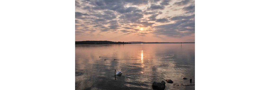 Schwan in Xlingen