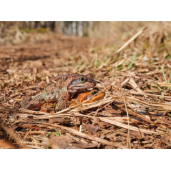 Grasfrosch bei der Paarung