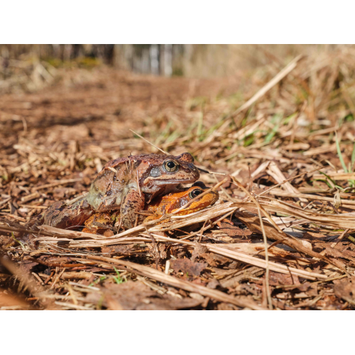 Grasfrosch bei der Paarung
