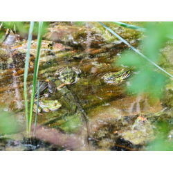 Wasserfrosch Versammlung