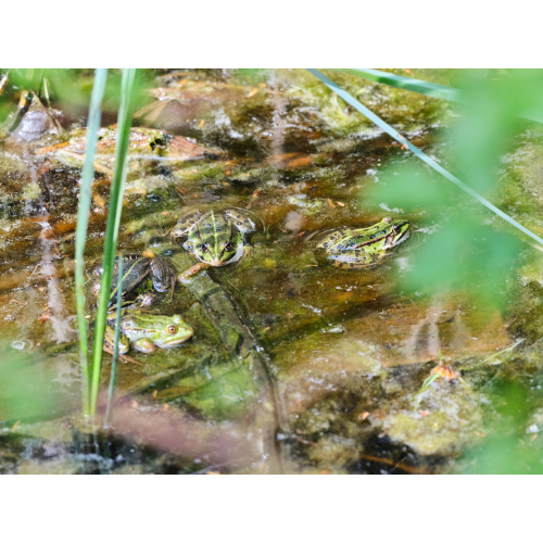 Wasserfrosch Versammlung