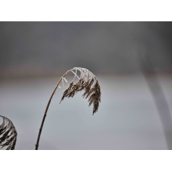 Frost an Schilf Frost an Schilf