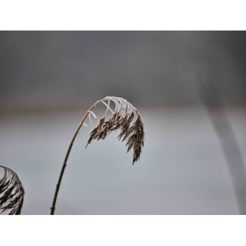 Frost an Schilf
