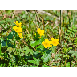 Sumpf Dotterblume Sumpf Dotterblume