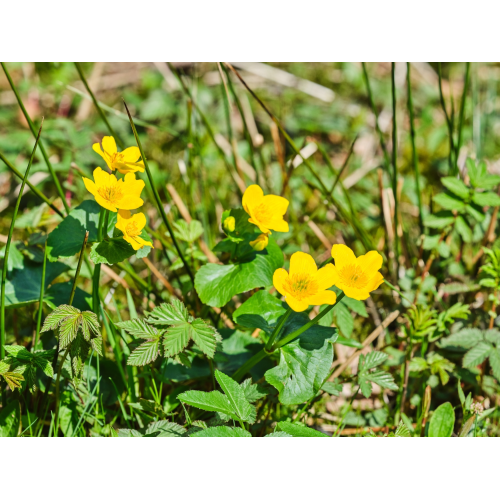 Sumpf Dotterblume