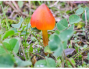 Pilze