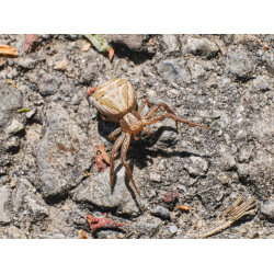 Krabbenspinne Xysticus Krabbenspinne Xysticus