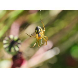 Streifenkreuzspinne Streifenkreuzspinne