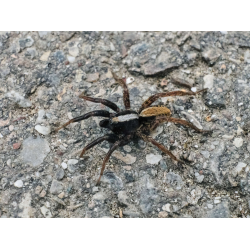 Wolfsspinne Alopecosa Wolfsspinne Alopecosa