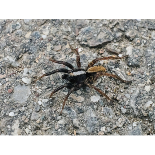 Wolfsspinne Alopecosa