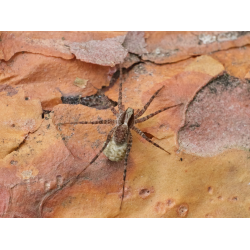 Wolfsspinne Pardosa Wolfsspinne Pardosa