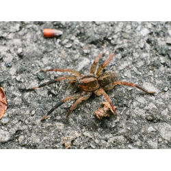 Wolfsspinne Trochosa Wolfsspinne Trochosa