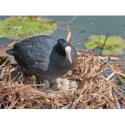 Blässhuhn am Bommerweiher