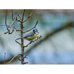 Blaumeise