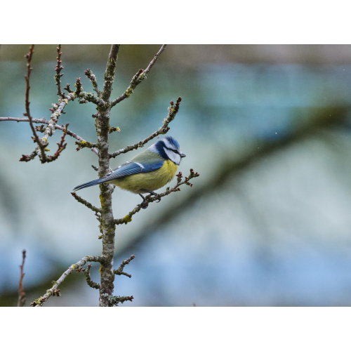 Blaumeise