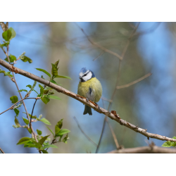 Blaumeise Portrait 1