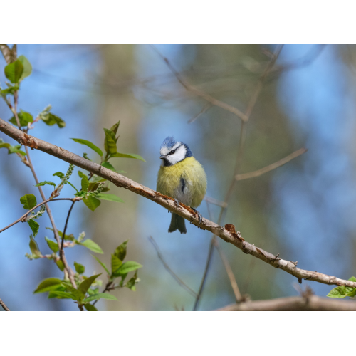 Blaumeise Portrait 1