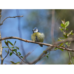 Blaumeise Portrait 2