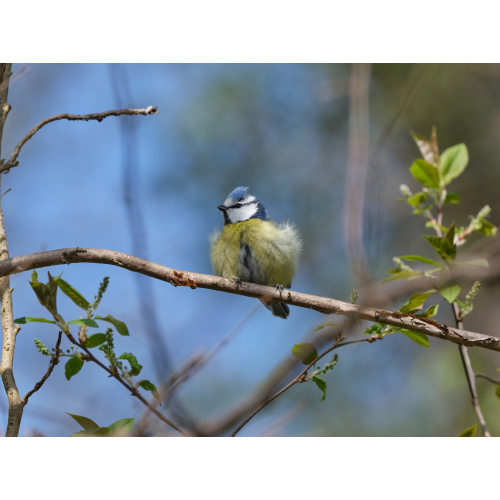 Blaumeise Portrait 2