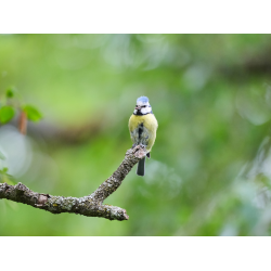 Blaumeise mit Futter