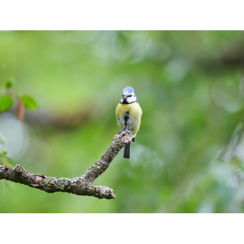 Blaumeise mit Futter