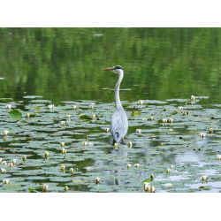 Graureiher am Bommerweiher