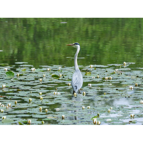 Graureiher am Bommerweiher