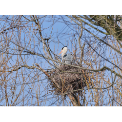 Graureiher auf dem Horst