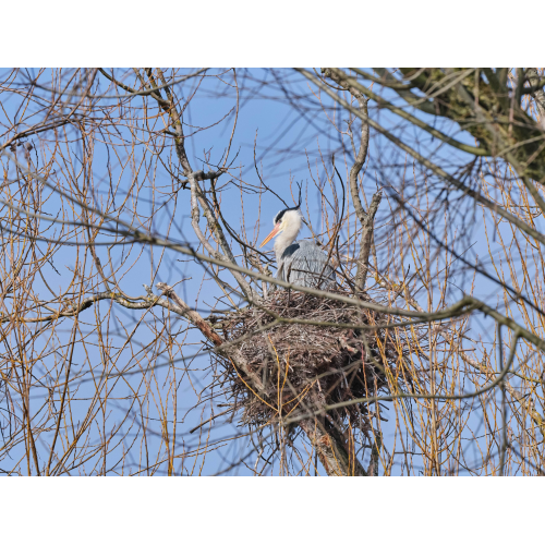 Graureiher auf dem Horst