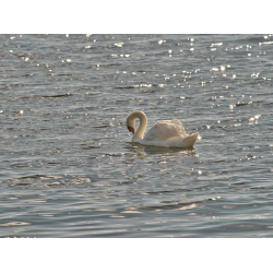 Höckerschwan in Arbon