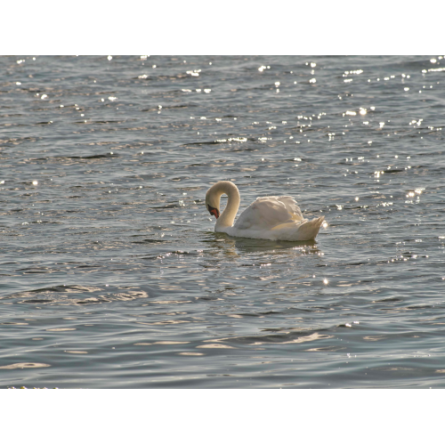 Höckerschwan in Arbon