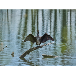Junger Kormoran