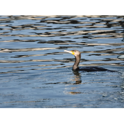 Kormoran