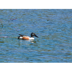 Löffelente am Bommerweiher