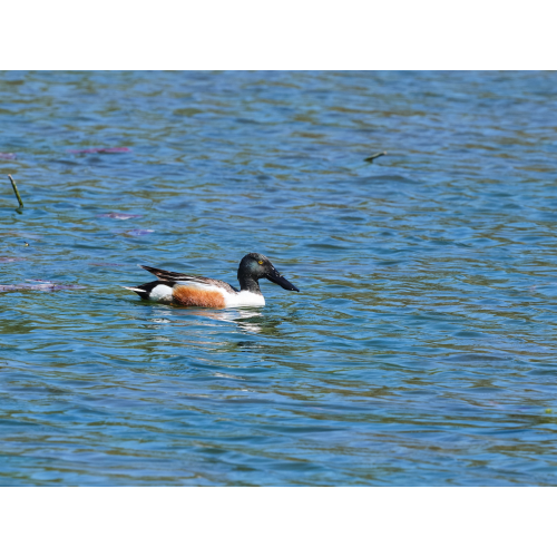 Löffelente am Bommerweiher