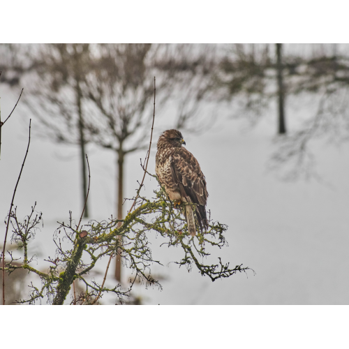 Mäusebussard