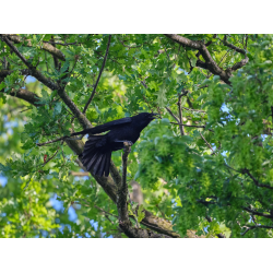 Rabenkrähe beim Nest