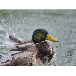 Stockente beim Balzen
