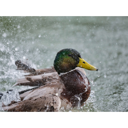 Stockente beim Balzen