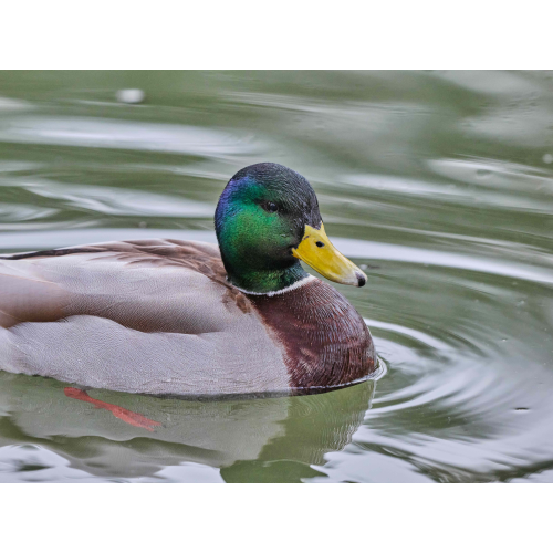 Stockenten-Erpel